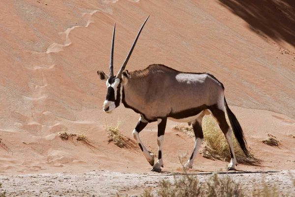 Male Oryx, Namib Naukluft, Namib Desert, Namibia